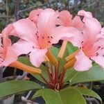 Rhododendron longiflorum 花