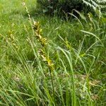 Carex spicata Φρούτο