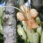Oxera subverticillata Fruto