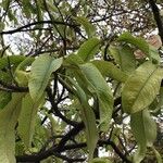 Photinia serratifolia Blad