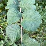 Corylus cornuta 叶