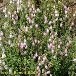 Antirrhinum hispanicum Habitatea