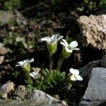 Saxifraga androsacea Celota