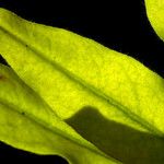 Euphorbia illirica Φύλλο