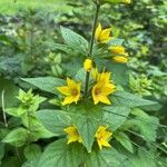 Lysimachia punctataFleur