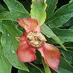 Paeonia mascula ഫലം