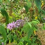 Buddleja japonica Fleur