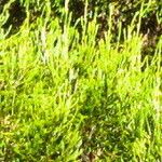 Erica arborescens 葉