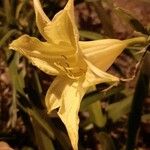 Hemerocallis lilioasphodelus 花