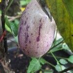 Solanum muricatum Frucht