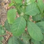 Combretum paniculatum Leaf