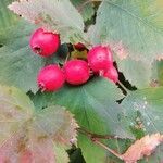 Crataegus coccinea ഫലം