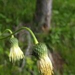 Cirsium erisithales 花