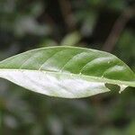 Tabernaemontana persicariifolia Leaf