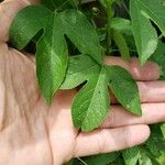 Passiflora incarnata ഇല