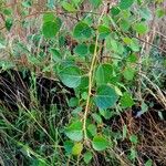 Populus tremuloides Feuille