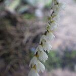 Bolusiella zenkeri Flower