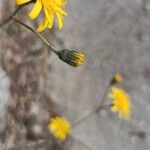 Hieracium bifidum Blad