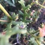 Senecio glaucus Leaf