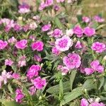 Dianthus chinensisBlomst