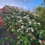 Photinia serratifolia Habit