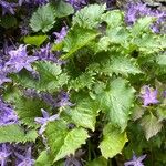 Campanula garganica Hoja