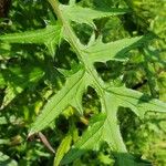 Cirsium muticum Leaf