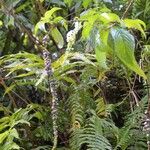 Gonzalagunia hirsuta Habit