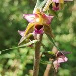 Epipactis helleborineÕis