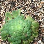 Aeonium tabulaeforme 形态