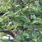 Fagus crenata Hoja