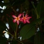 Plumeria rubra Цвят