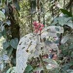 Miconia paleacea Blatt