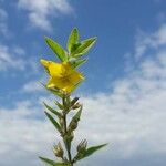 Lysimachia vulgarisBlad