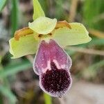 Ophrys omegaifera Flower