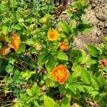 Geum coccineum Foglia