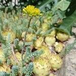 Sedum rupestreКветка