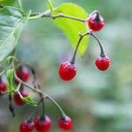 Solanum dulcamaraFruto