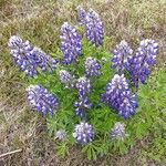 Lupinus nootkatensisЦветок