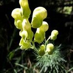 Aconitum anthora Цветок