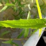 Caperonia castaneifolia ഇല