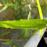 Caperonia castaneifolia Fuelha