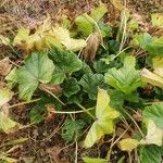 Malva setigera Spenn.Leaf