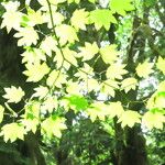 Acer circinatum 葉