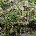 Sagina procumbens Natur