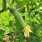 Cucumis sativus Fruit