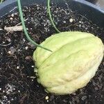 Sechium edule Φρούτο