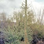 Fouquieria columnaris Blatt