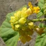 Ibicella lutea 整株植物