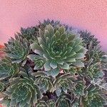 Aeonium simsiiBlad